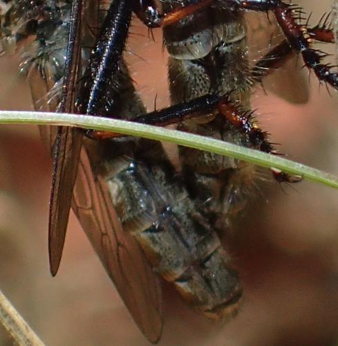 Tolmerus atricapillus